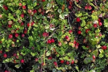 Pomicultura - Fructe Targoviste