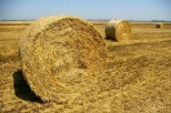 Producator Agricol Garliciu Cereale Garliciu