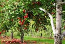 Producator Agricol Ramnicu Valcea Pomi Valcea