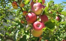 Producator Agricol Ramnicu Valcea Pomi Valcea