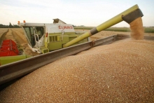 Producator Agricol Alexandria Cereale Alexandria