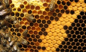 lege_nr._131_per_2010_400